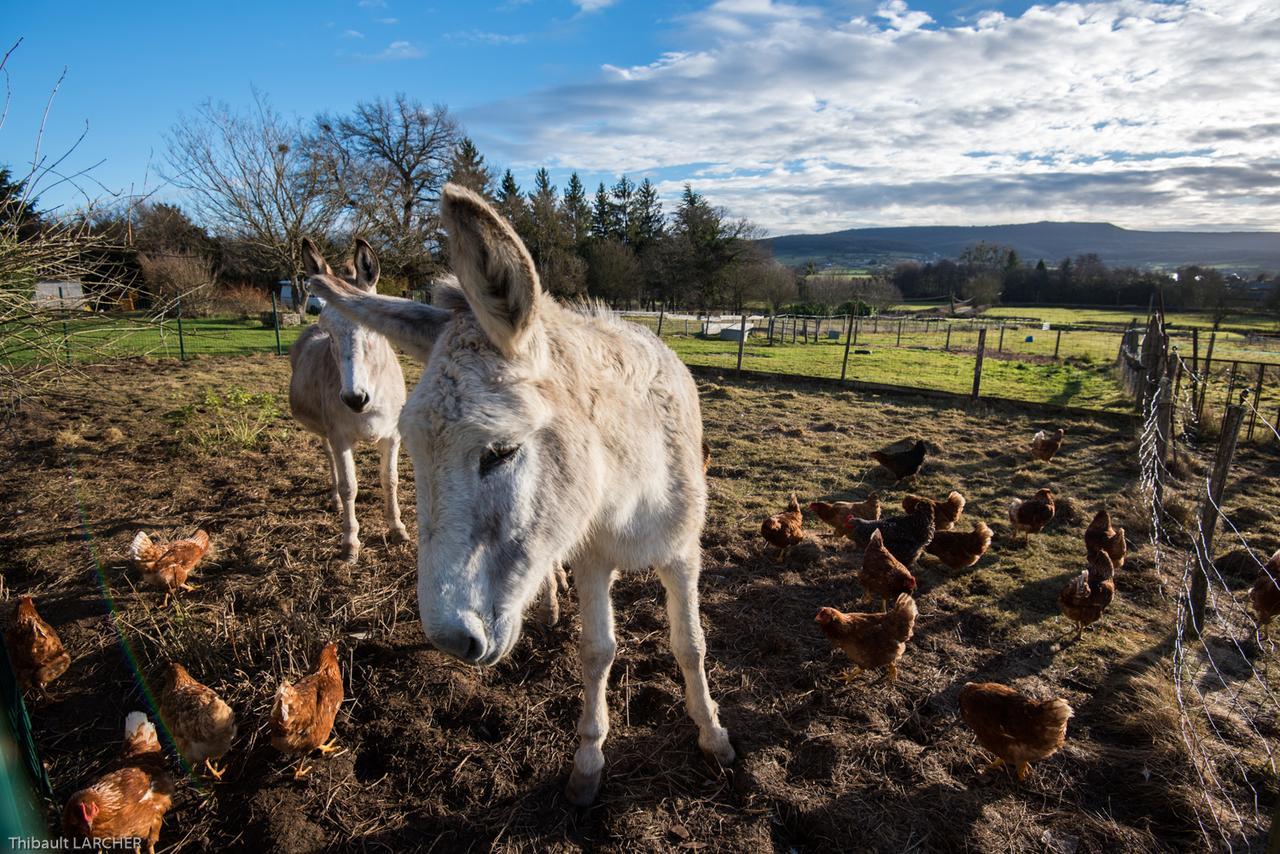 Ferme De Malo Panzió Etrigny Kültér fotó
